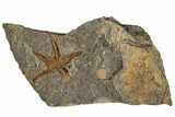 1.7" Ordovician Starfish (Petraster?) Fossil - Morocco - #200178-1